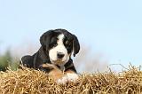 GRAND BOUVIER SUISSE 012